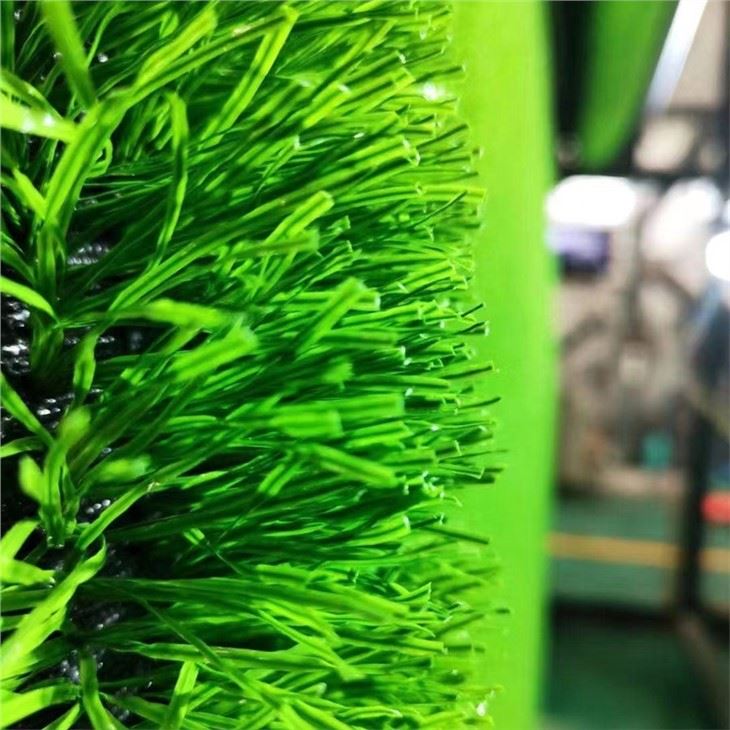 China Carpet Grass In India