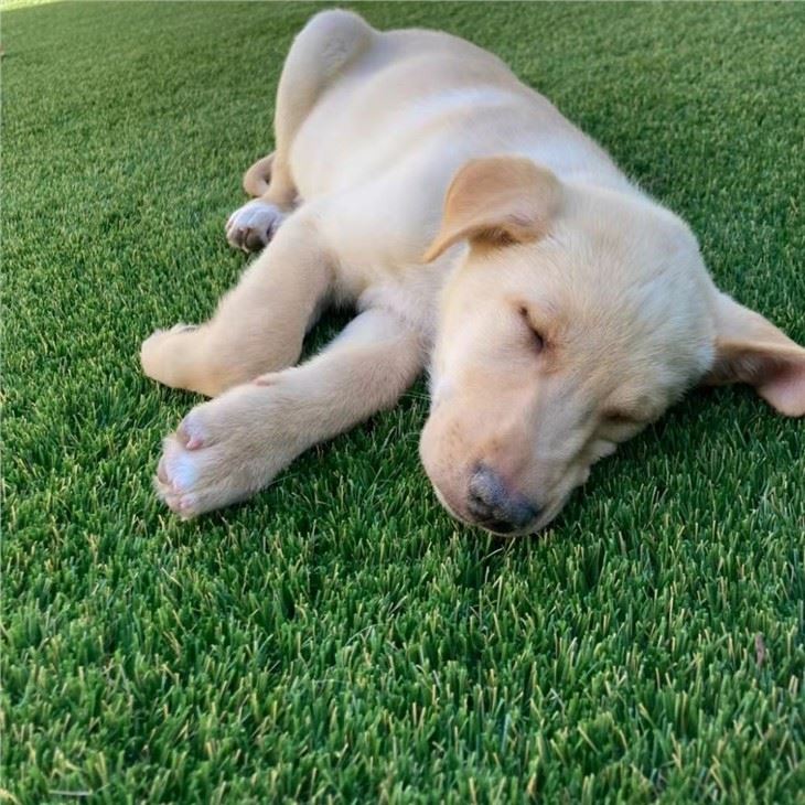 artificial grass pets lawn